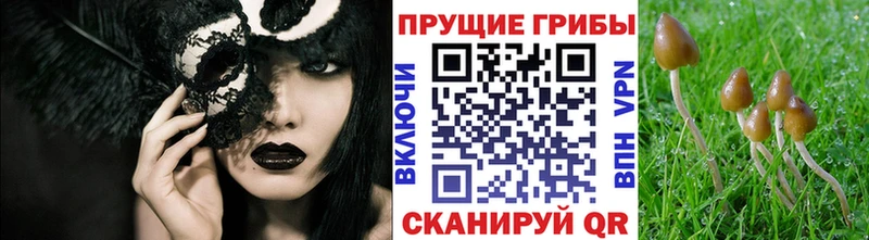 Купить где  Уварово  Галлюциногенные грибы прущие грибы 